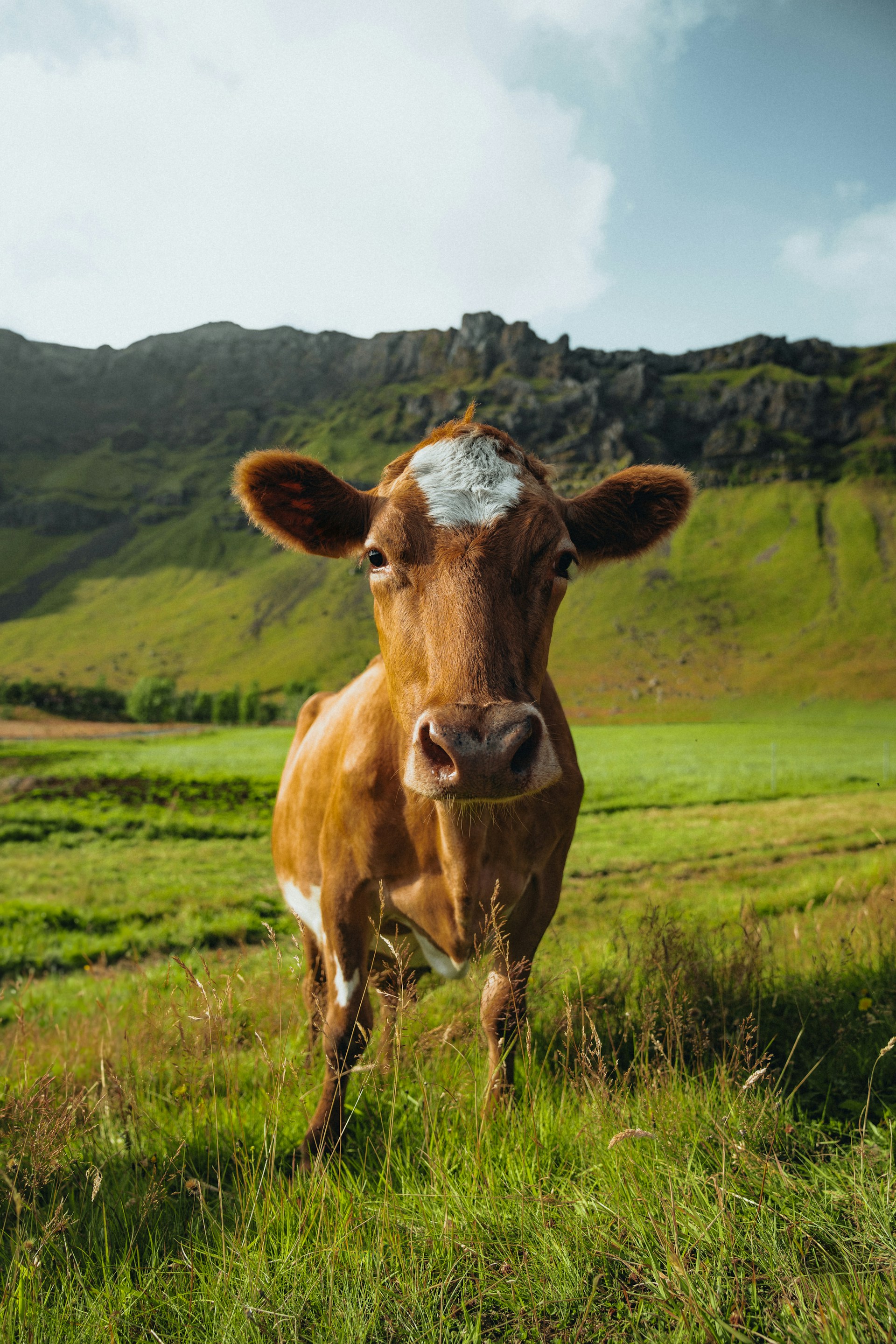 Cow Plan