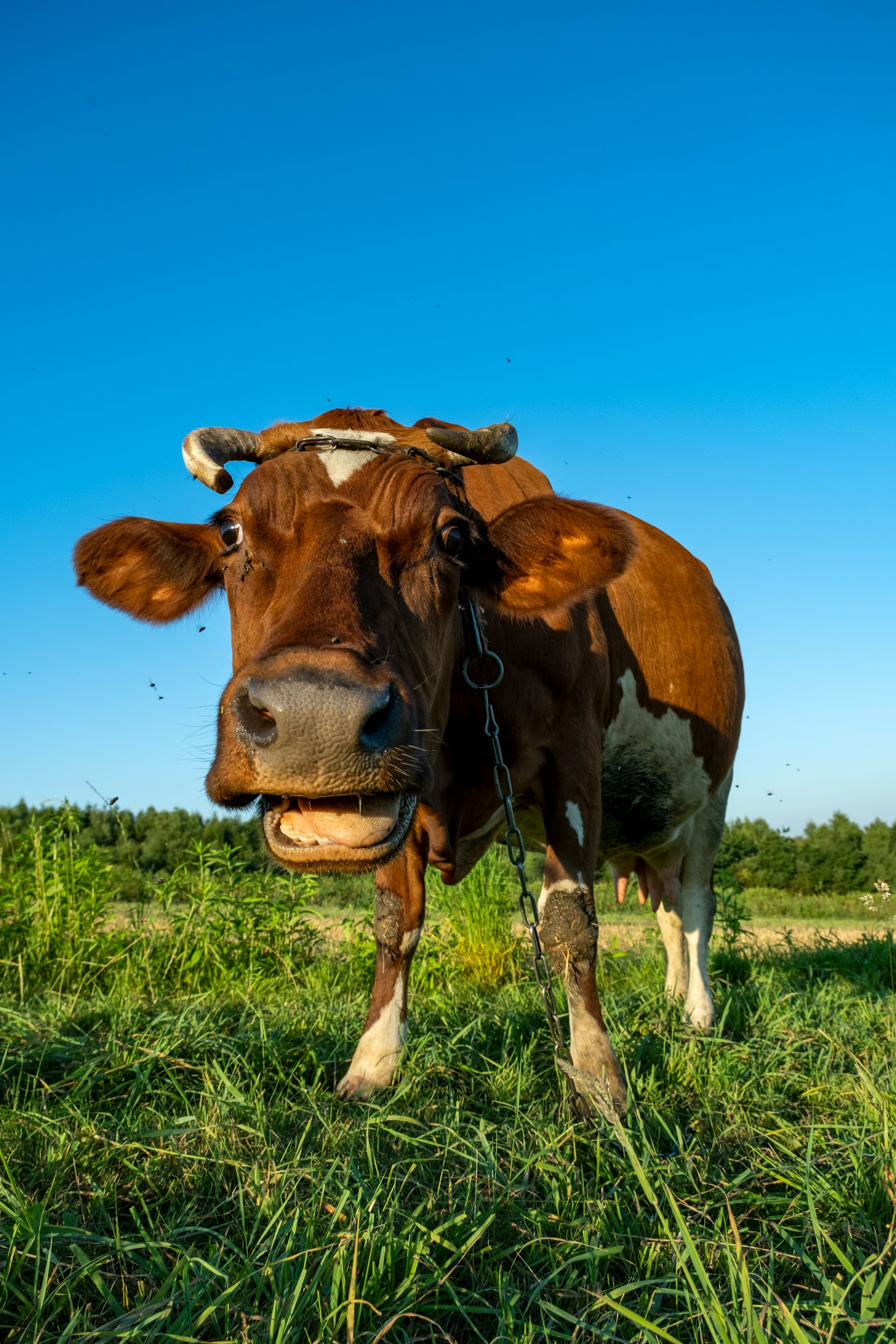 Cow Plan