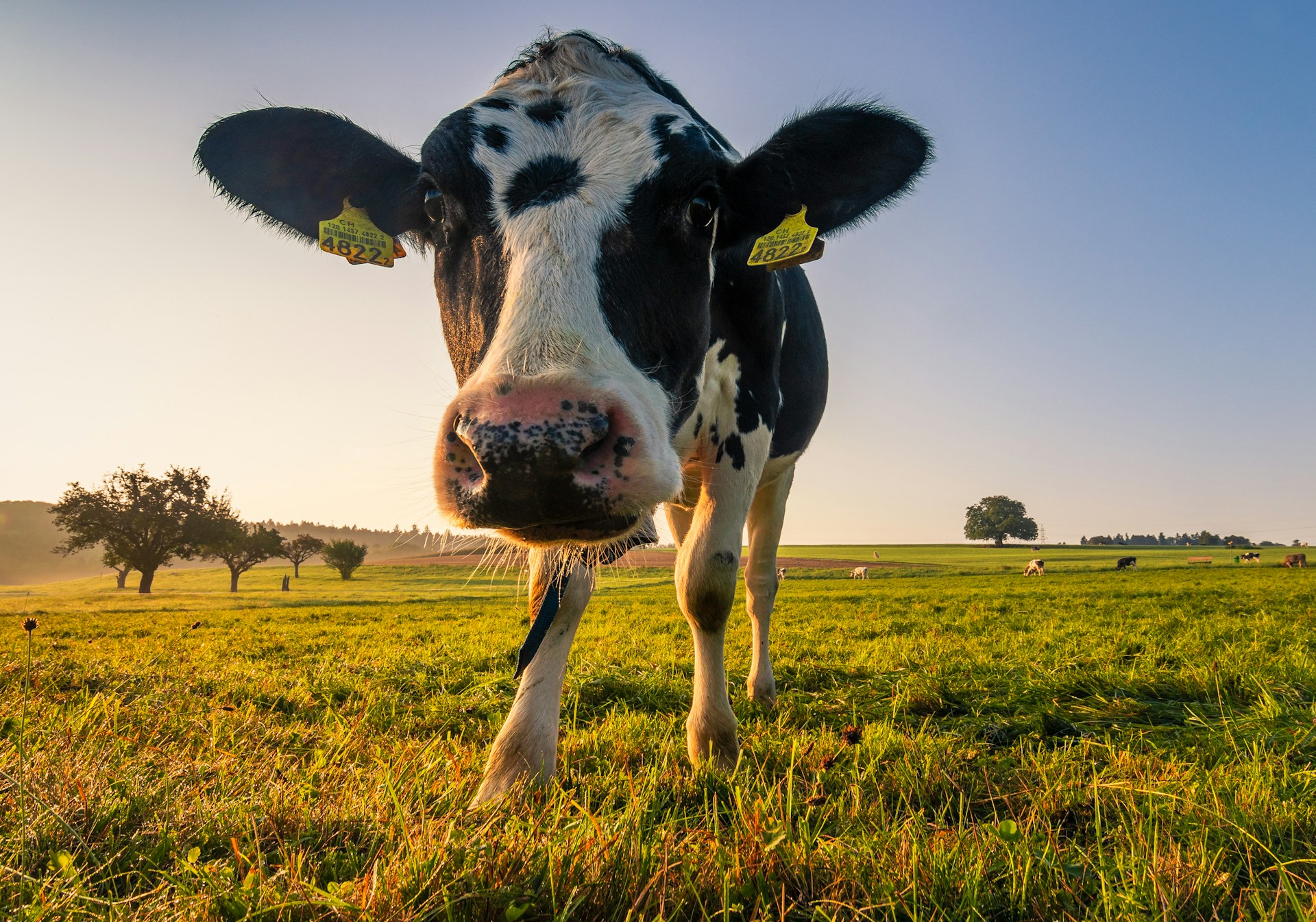 Cow Plan