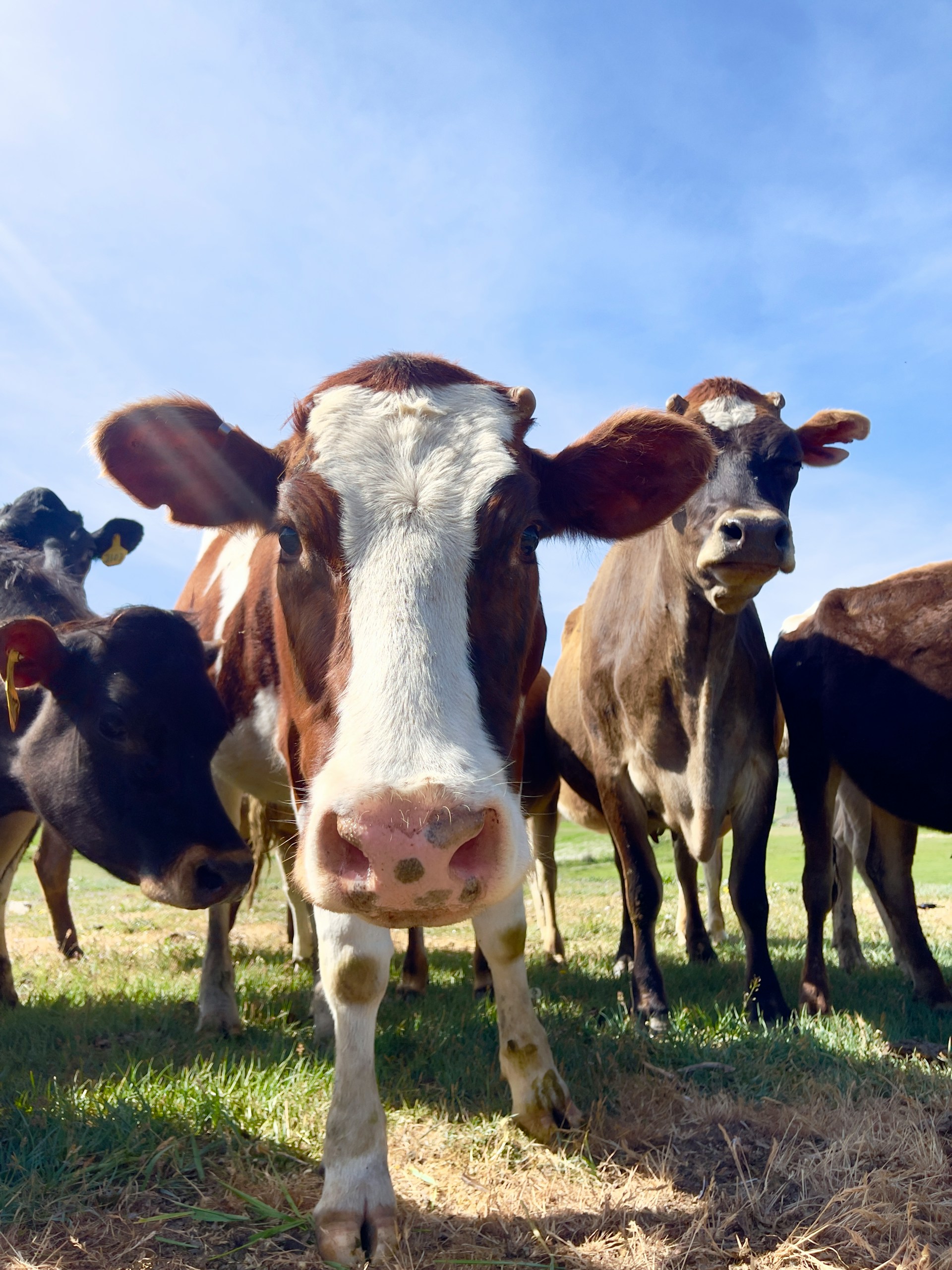 Cow Plan
