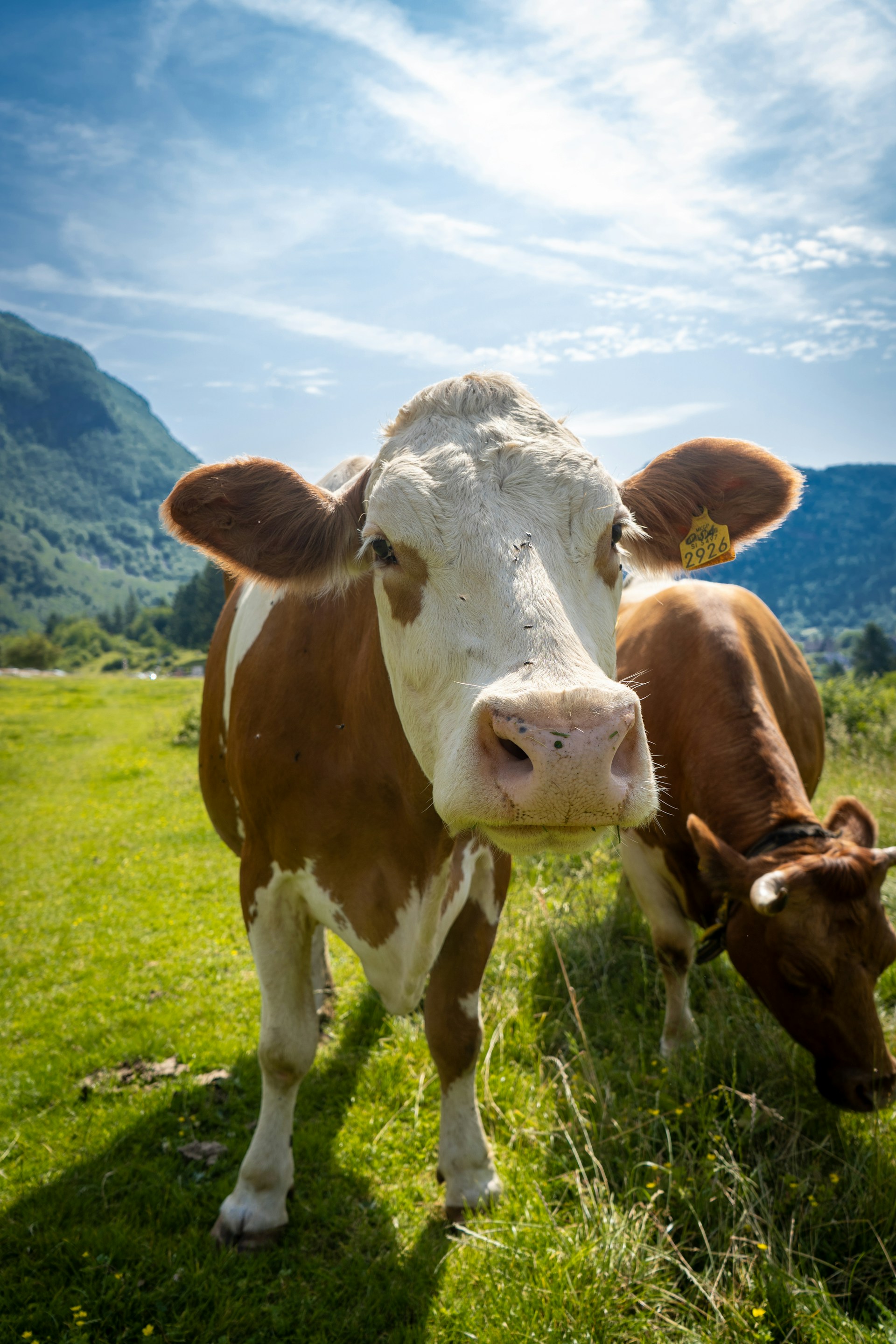 Cow Plan