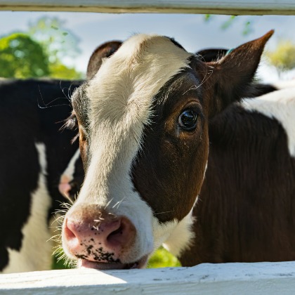 Cow Plan